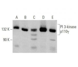 western blotting image from recommended PI 3-kinase p110γ (D-12) monoclonal antibody replacement. Image 355259