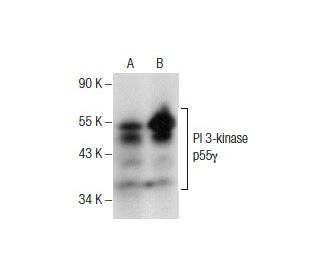 PI 3-kinase p55&gamma; Antibody (E-9) - Western Blotting - Image 157554 