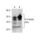 PI 3-kinase p55γ Antibody (E-9) - Western Blotting - Image 157554 