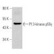 PI 3-kinase p55γ Antibody (E-9) - Western Blotting - Image 368415