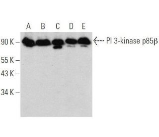 PI 3-kinase p85&beta; Antibody (H-1) - Western Blotting - Image 356248 