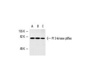 PI 3-kinase p85&alpha; Antibody (B-9) - Western Blotting - Image 2268 