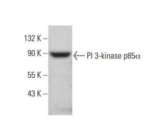 PI 3-kinase p85&alpha; Antibody (C-1) - Western Blotting - Image 352023 