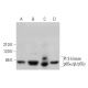 western blotting image from recommended PI 3-kinase p85α/β/p55γ (D-9) monoclonal antibody replacement. Image 352011