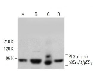western blotting image from recommended PI 3-kinase p85α/β/p55γ (D-9) monoclonal antibody replacement. Image 352011