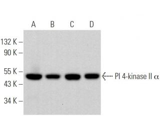 PI 4-kinase II α Antibody (B-5) - Western Blotting - Image 369333