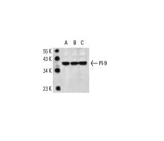 PI-9 Antibody (7D8) - Western Blotting - Image 13883 