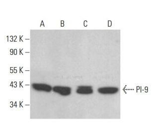 PI-9 Antibody (C-10) - Western Blotting - Image 385218 