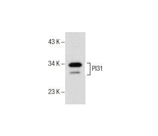 WHI-P131  Cell Signaling Technology