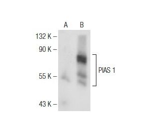 PIAS 1/3 Antibody (F-3) - Western Blotting - Image 146441