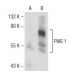 PIAS 1/3 Antibody (F-3) - Western Blotting - Image 146441