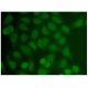 PIAS 1 Antibody (F-1) - Immunofluorescence - Image 306446 
