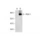PIAS 1 Antibody (F-1) - Western Blotting - Image 137819