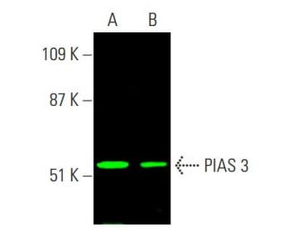 PIAS 3 Antibody (C-12) - Western Blotting - Image 385801 