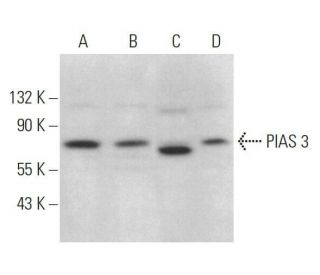 PIAS 3 Antibody (E-3) - Western Blotting - Image 359145 