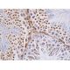 PIASx Antibody (D-12) - Immunohistochemistry - Image 386783 