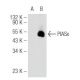 PIASx Antibody (D-12) - Western Blotting - Image 81197