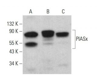 western blotting image from recommended PIASx (D-12) monoclonal antibody replacement. Image 383088