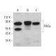 western blotting image from recommended PIASx (D-12) monoclonal antibody replacement. Image 383088
