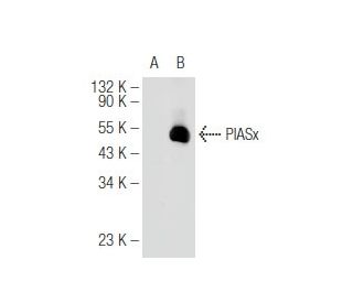 PIASx Antibody (D-12) - Western Blotting - Image 81197Each CRISPR/Cas9 Knockout (KO) Plasmid product consists of a pool of 3 plasmids designed to ensure identification and cleavage of a specific gene for maximum knockout efficiency. Each plasmid encodes a unique 20 nt sequence derived from the GeCKO (v2) library.