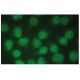 PIASy Antibody (C-11) - Immunofluorescence - Image 114211