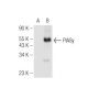 PIASy Antibody (C-11) - Western Blotting - Image 93706 
