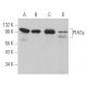 PIASy Antibody (H-9) - Western Blotting - Image 364036