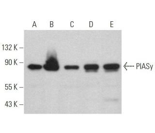 PIASy Antibody (H-9) - Western Blotting - Image 359088Each CRISPR/Cas9 Knockout (KO) Plasmid product consists of a pool of 3 plasmids designed to ensure identification and cleavage of a specific gene for maximum knockout efficiency. Each plasmid encodes a unique 20 nt sequence derived from the GeCKO (v2) library. 