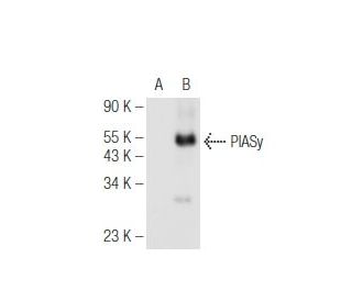 PIASy Antibody (C-11) - Western Blotting - Image 93706