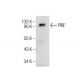 PIBF Antibody (C-9) - Western Blotting - Image 160589