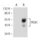 PICK1 Antibody (B-6) - Western Blotting - Image 141281 