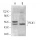 PICK1 Antibody (B-6) - Western Blotting - Image 371892