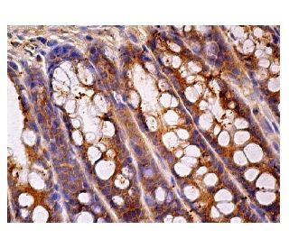 PICK1 Antibody (C-4) - Immunohistochemistry - Image 159076 