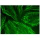 PICK1 Antibody (D-10) - Immunofluorescence - Image 295478