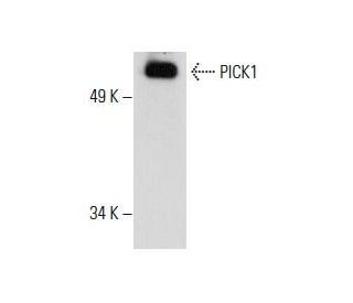 western blotting image from recommended PICK1 (D-10) monoclonal antibody replacement. Image 288301
