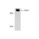 western blotting image from recommended PICK1 (D-10) monoclonal antibody replacement. Image 288301