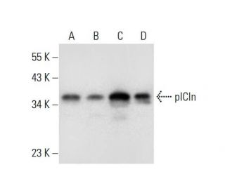 pICln Antibody (C-5) - Western Blotting - Image 297574 
