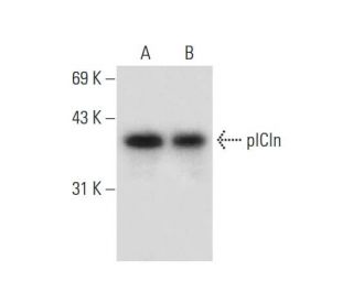 pICln Antibody (D-1) - Western Blotting - Image 133505 