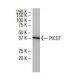 PICOT Antibody (JF-6) - Western Blotting - Image 33971
