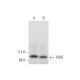 western blotting image from recommended PIDD (B-5) monoclonal antibody replacement. Image 333663