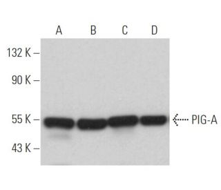 PIG-A Antibody (H-6) - Western Blotting - Image 367596 