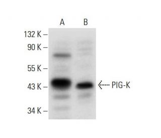 PIG-K Antibody (G-6) - Western Blotting - Image 306570 
