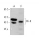 PIG-K Antibody (G-6) - Western Blotting - Image 369812 