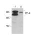 PIG-K Antibody (G-6) - Western Blotting - Image 383968