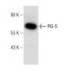 PIG-S Antibody (G-10) - Western Blotting - Image 146402