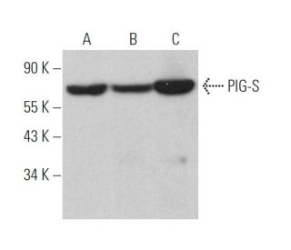 PIG-S Antibody (G-10) - Western Blotting - Image 370081 