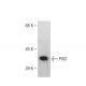 PIG3 Antibody (10A2) - Western Blotting - Image 67420