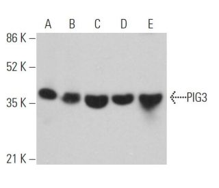 PIG3 Antibody (A-5) - Western Blotting - Image 362460