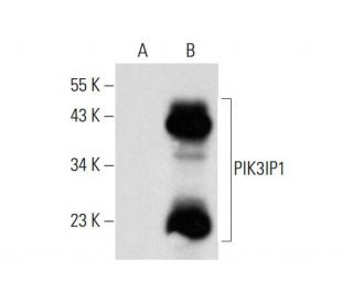 PIK3IP1 Antibody (B-12) - Western Blotting - Image 144884