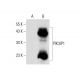 PIK3IP1 Antibody (B-12) - Western Blotting - Image 144884